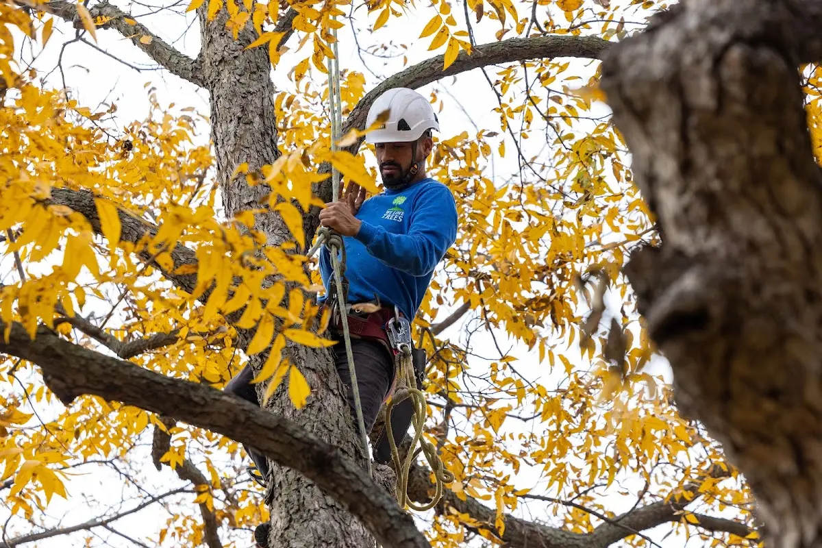 Skilled Dead Tree Removal crew working in Cedar
