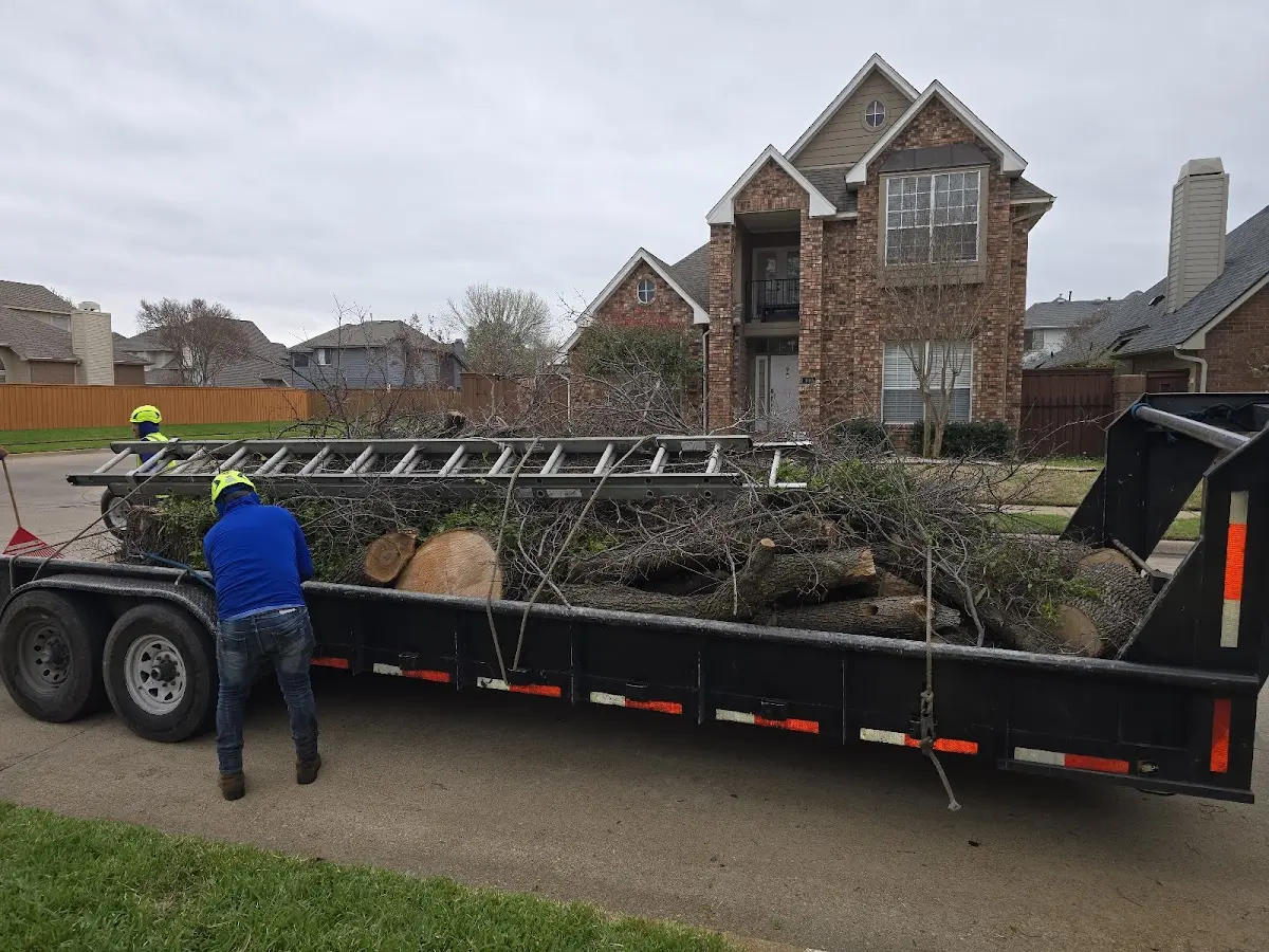 Expert Tree Removal with proper safety equipment in Cedar